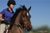 Woman steeplechase rider on her brown horse