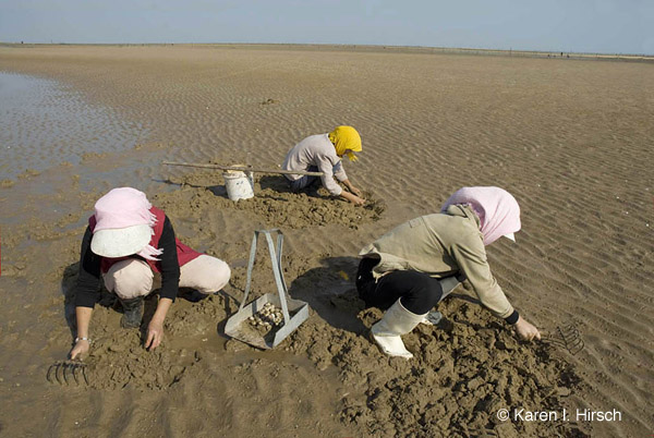 Chinese women looking for clams